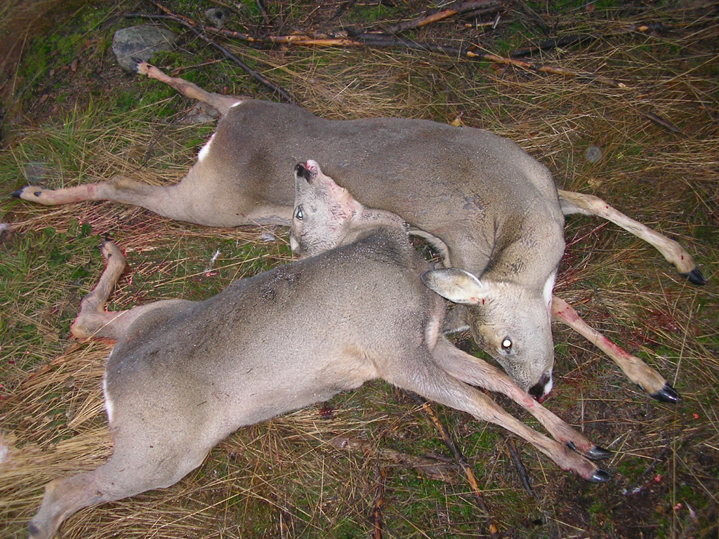 Dagens double