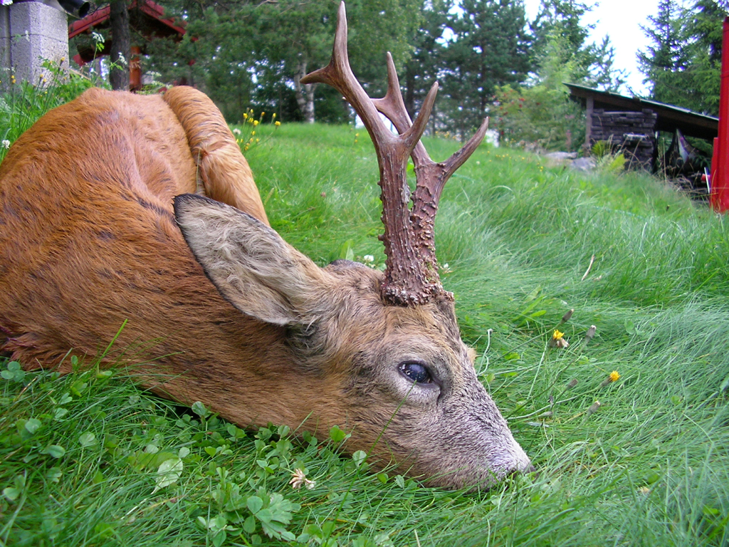 Ikke hver gang man er så heldig å få skutt en så flott bukk